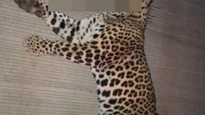 Maharashtra: Leopard dies in accident on Samruddhi highway near Igatpuri