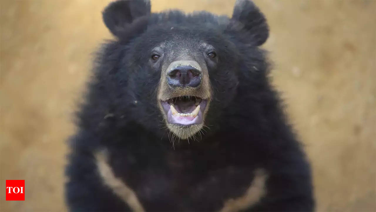 Grizzly Bear Euthanised After It Kills Couple, Their Dog In Canadian  National Park