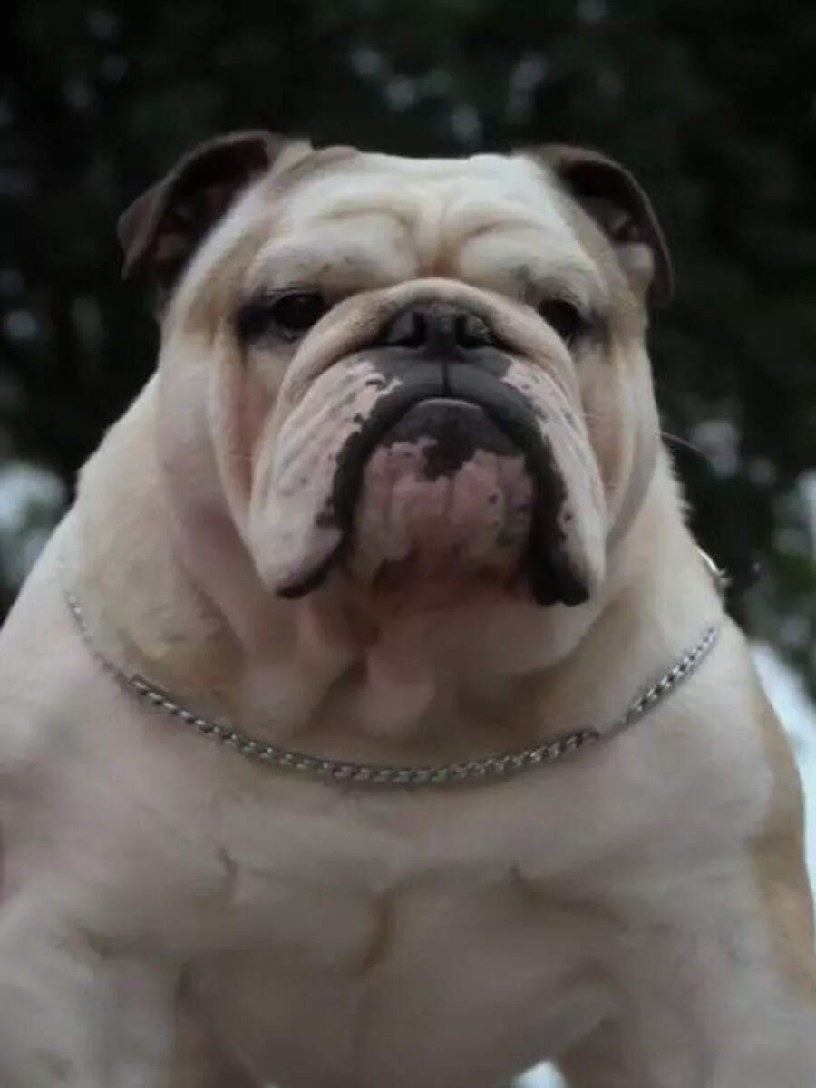 9 Dog Breeds That Rarely Bark Times Now