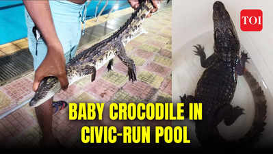 Watch: Croc attack averted! 2-foot baby crocodile sneaks into Mumbai swimming pool, rescued