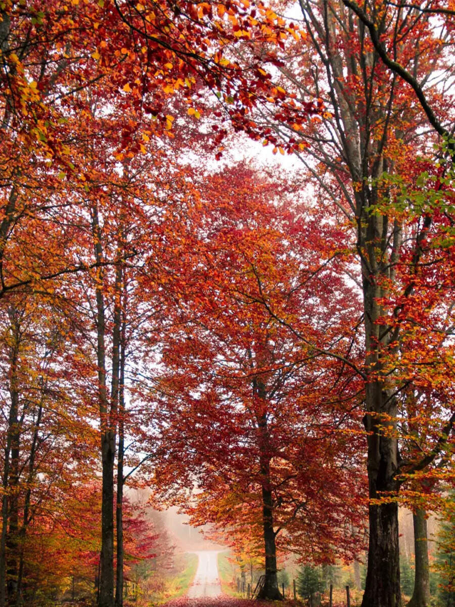 Best places to visit in India in the month of October | TOIPhotogallery