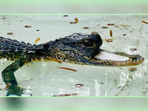 Nile Crocodiles Appear in Florida Waters