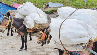 After 120 mule deaths, NGOs, animal lovers to assist on Kedar trek route