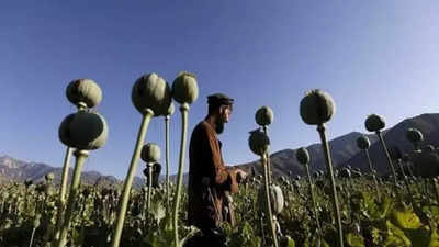 Opium cultivation in Yavatmal’s cotton fields, 200 quintals of poppy seized