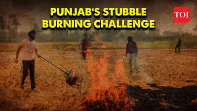 Winter air pollution: Punjab bans Pusa44 rice, aims to cut stubble burning by 50% this season