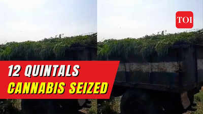 Maharashtra: Hidden ganja cultivation in Yavatmal cotton fields exposed; seize 12 quintals of cannabis