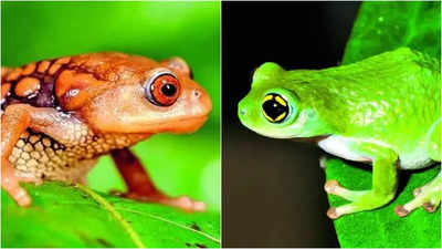 41% of amphibian species worldwide threatened with extinction: Study