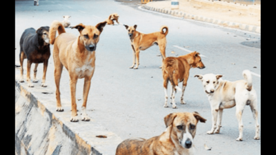Survey reveals Bengaluru has 2.8 lakh stray dogs, 10% less than 2019 count