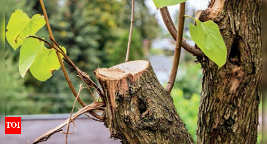Residents frustrated as Delhi's digital tree-pruning process lags ...