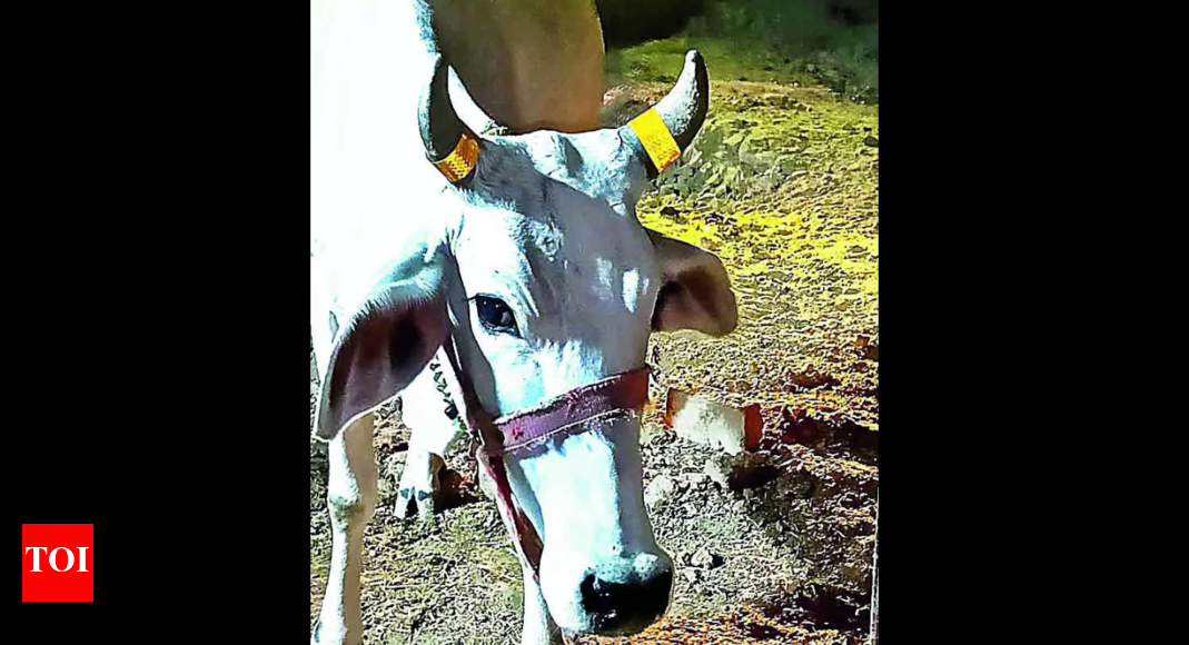 Road Accidents 50 Cows Get Reflective Stickers On Horns To Prevent