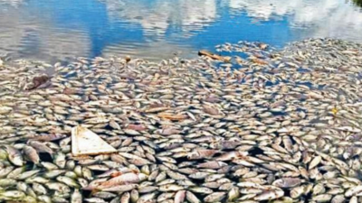 Dead fish surface in Malad lake, locals blame industries