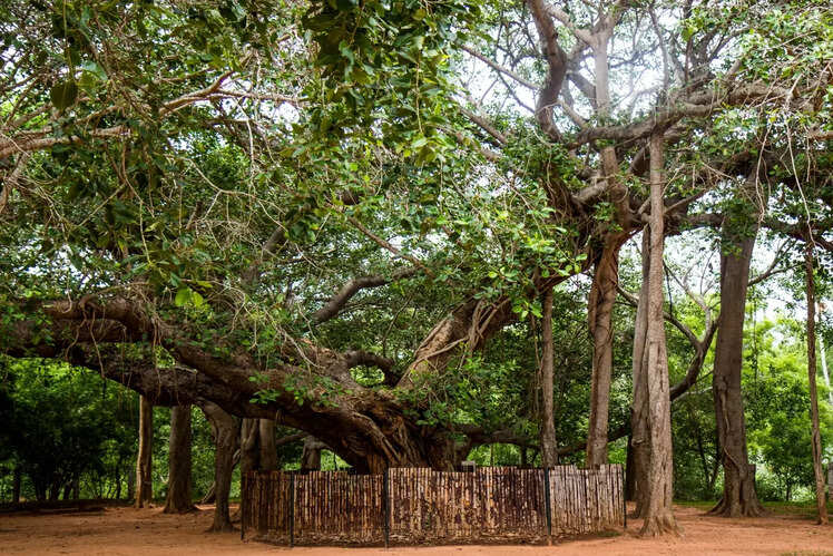 Auroville, Puducherry