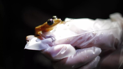 Climate change primary driver of amphibian decline: study