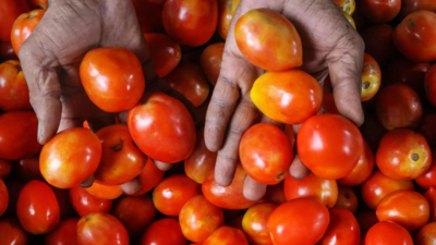 Hyderabad: Tomato prices dramatically decline causing farmer distress