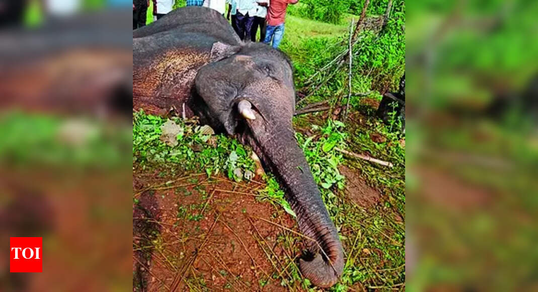 Wildlife population: Jumbo death revives human-animal conflict debate in Chandrapur |