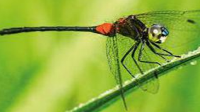 Kerala: New dragonfly species found in Wayanad named after district