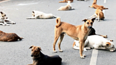 Reporting store stray dogs