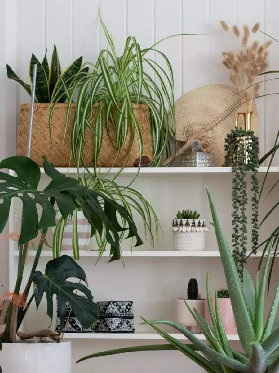 10 plants that can bring bad luck to your house