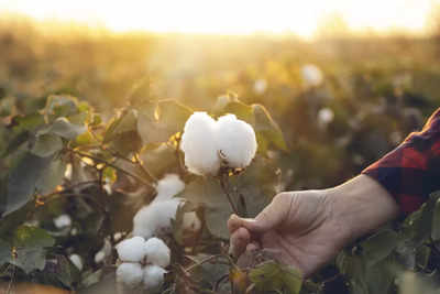 ​World Cotton Day: History and Significance