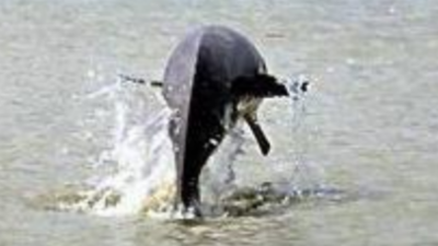 Dolphins numbers up from last census in UP sanctuary