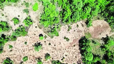 Grass palatable to wild animals being grown by forest department