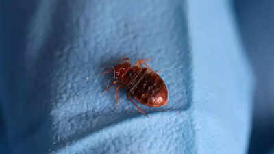 Paris Bedbug: Paris battles invasion of bedbugs just months ahead of ...