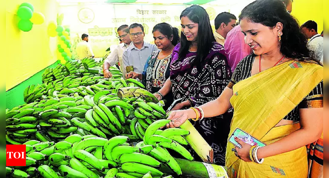 Bihar ‘production Of Banana On The Rise In State Patna News Times Of India 