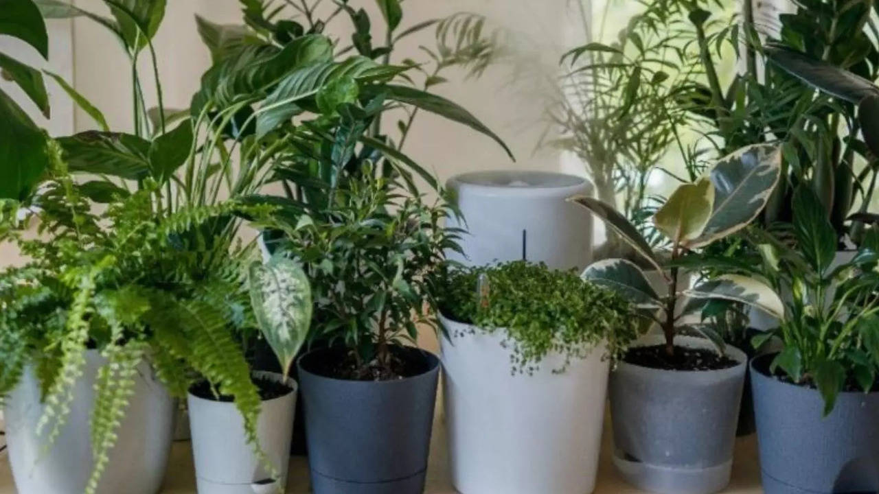 Enhance Your Eyesight With These Indoor Plants: A Green Path To Better ...