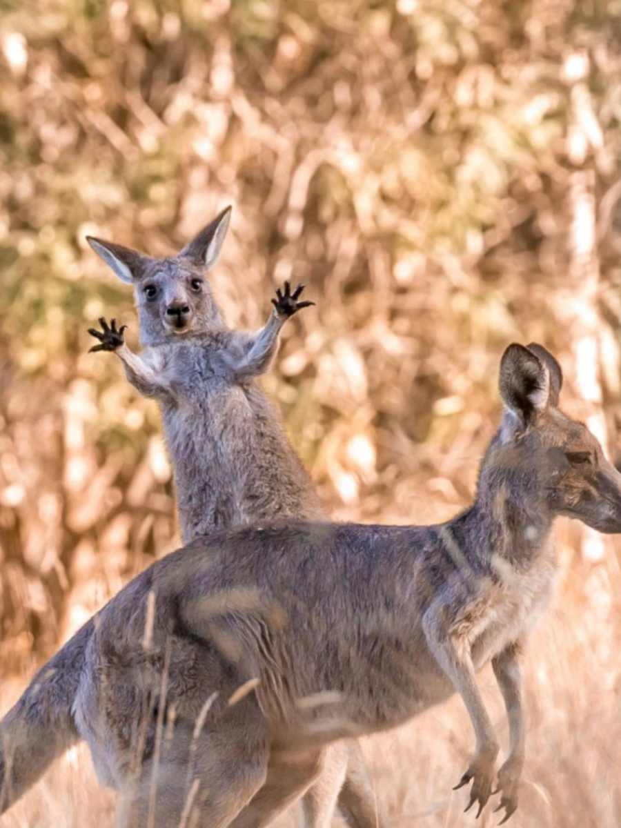 Comedy Wildlife Photography Awards 2023 10 Hilarious Finalists Times Now