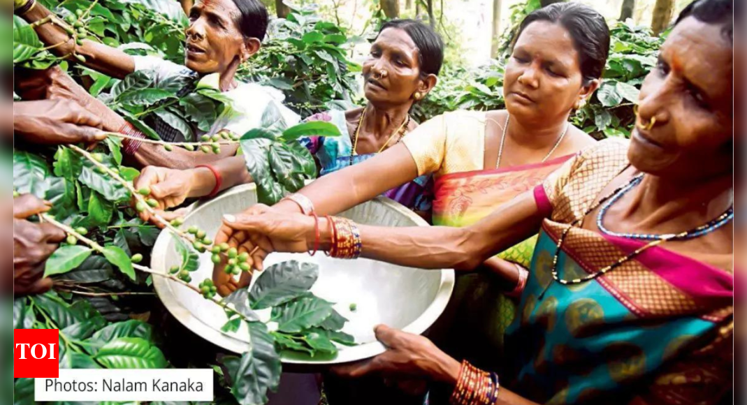 Araku shows how to do kaapi right | India News - Times of India