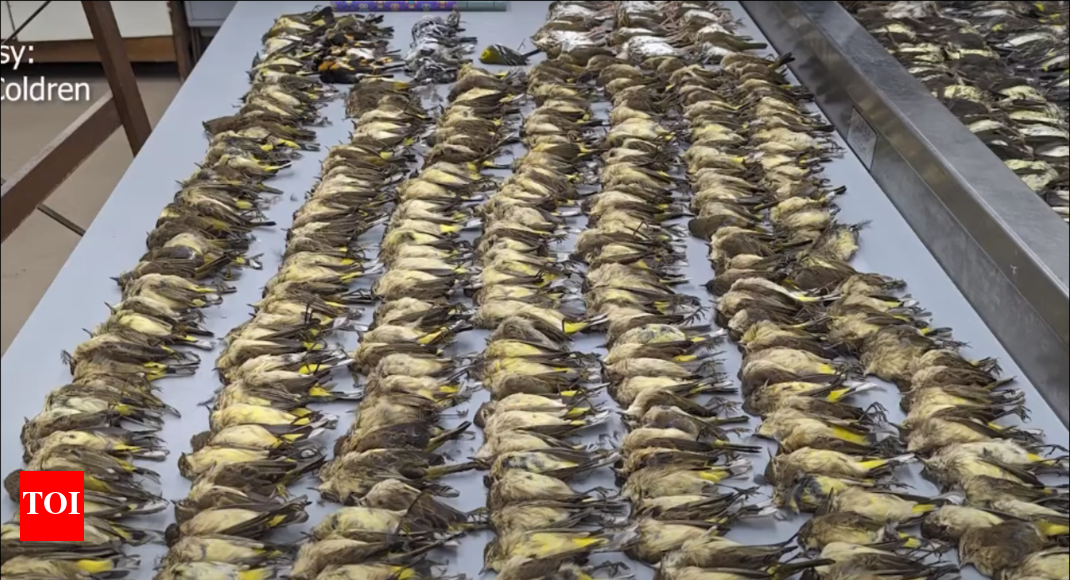 Shocking! Over 1,000 birds collide with a building in Chicago and die ...