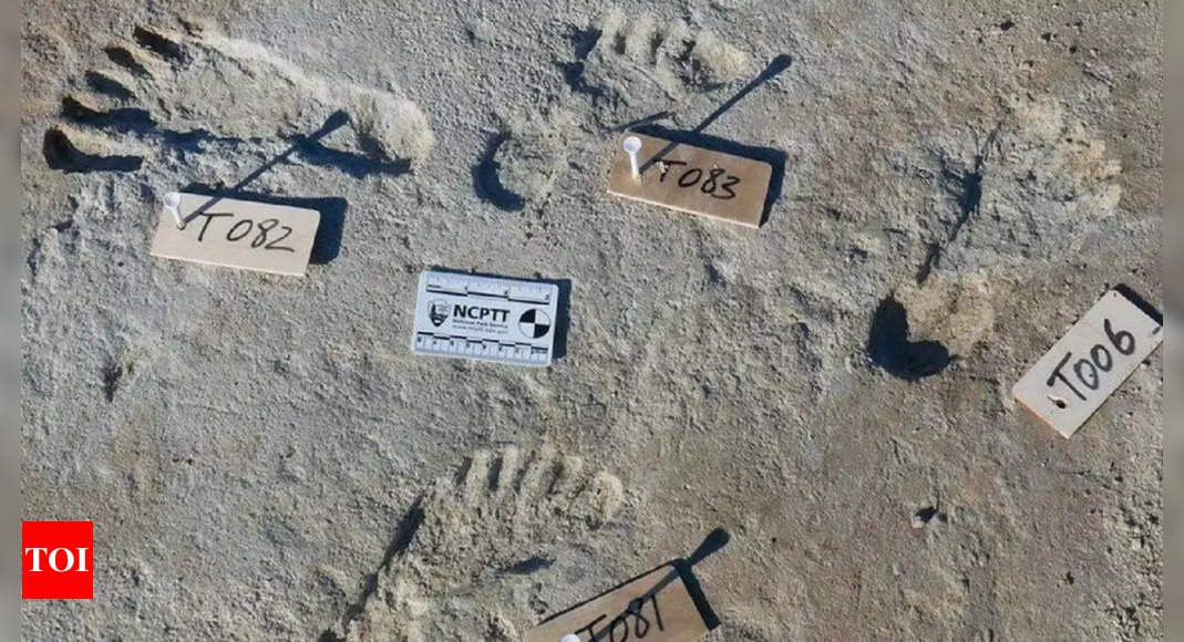 Nouveau-Mexique : des empreintes fossiles découvertes au Nouveau-Mexique indiquent que les humains existaient bien avant que nous le pensions