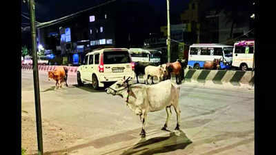 Tamil Nadu: Stray cattle menace persists, new pound planned for Thiruneermalai