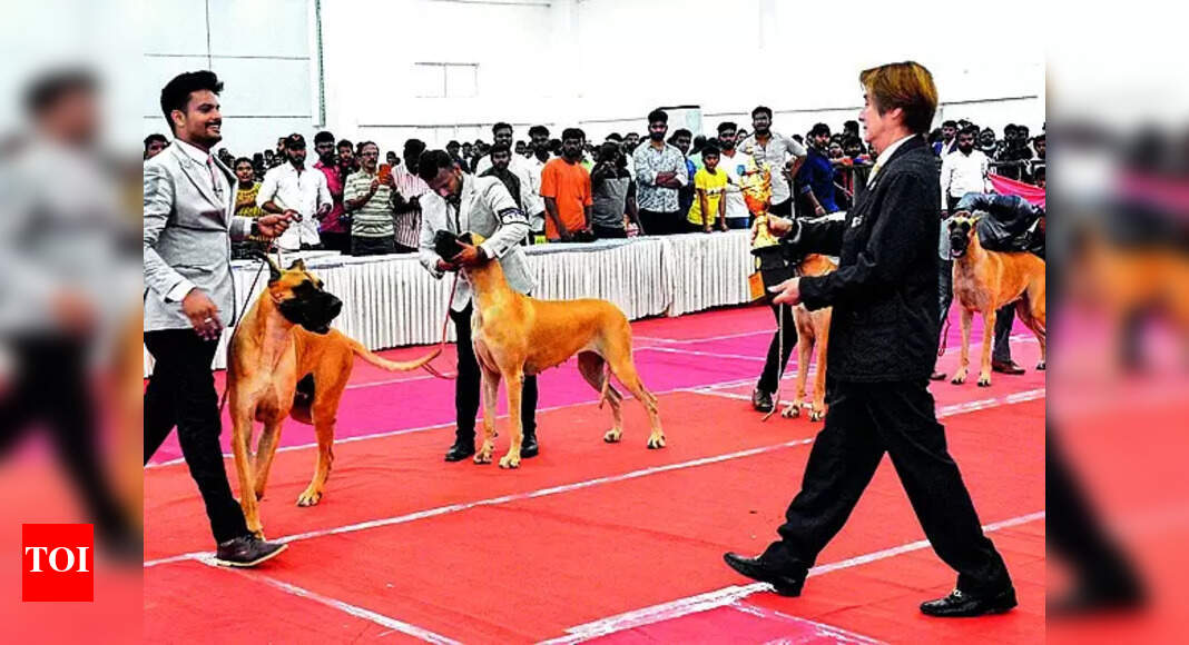 Dog Show Madurai Dog Show Celebrates 55 Breeds, Junior Trainers