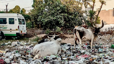 Sanitation: No One To Lift, Garbage Mounds Line Roads, Mcg Faces Fire ...