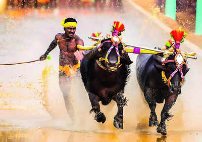 This November, Bengaluru to host its first Kambala race