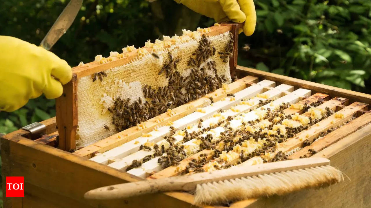 Is your honey sourced by unethical means? - Times of India