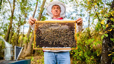 O que significa beekeeping age? - Pergunta sobre a Inglês (EUA