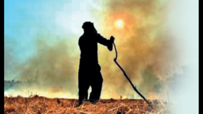 Punjab stubble burning cases rise: 58 cases in a day, count past 1,000