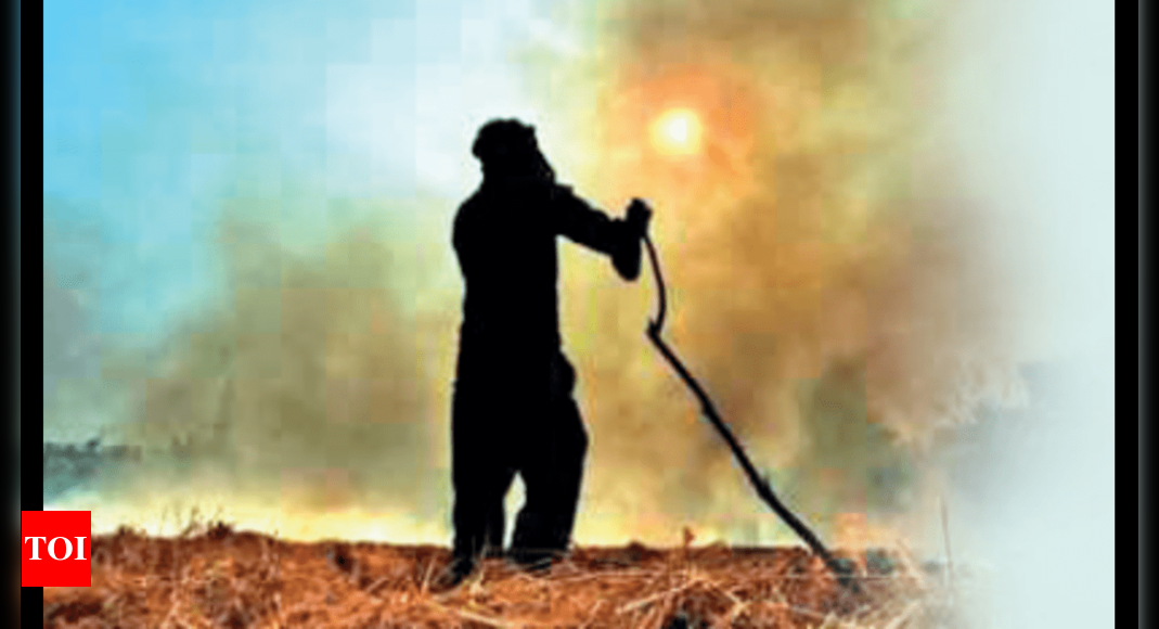 Pb: 58 crop residue burning cases in a day, count past 1k | Chandigarh News