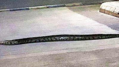 The hazards of snake rescue