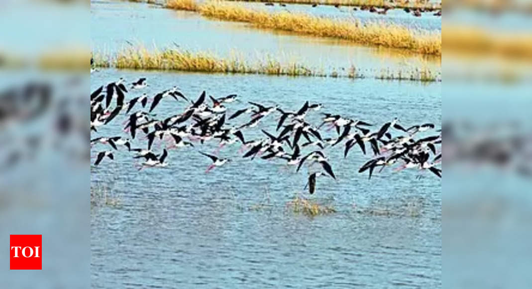Bihar to get India's 4th bird ringing station, MoU inked - OrissaPOST