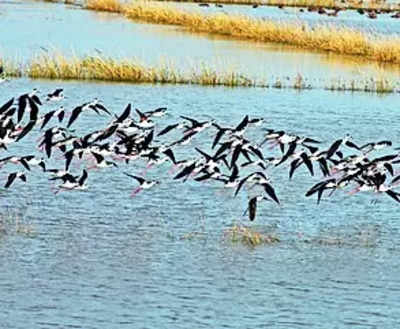 Bihar for the first time organising a Migratory Bird Festival