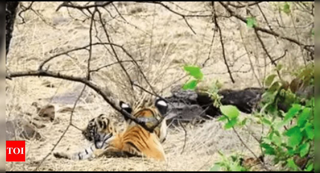 Tiger Reserve: Mukundra Hills Tiger Reserve Now Opens For Safari Tours ...