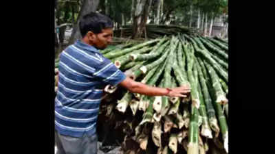 'Green Gold': Why NITI Aayog is betting on stepping up bamboo cultivation & exports