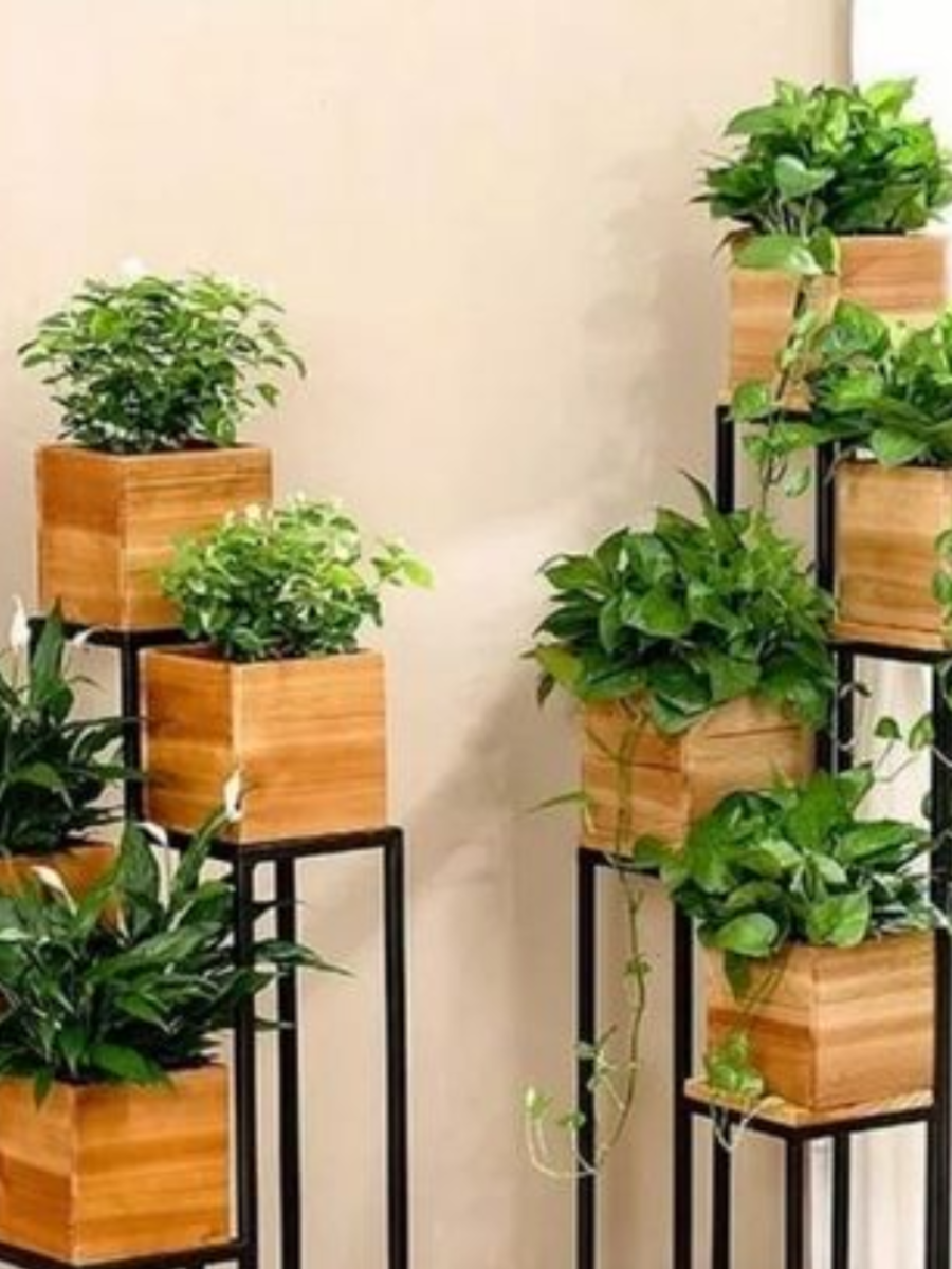 Indoor Plants That Reduce Radiation | Times Now