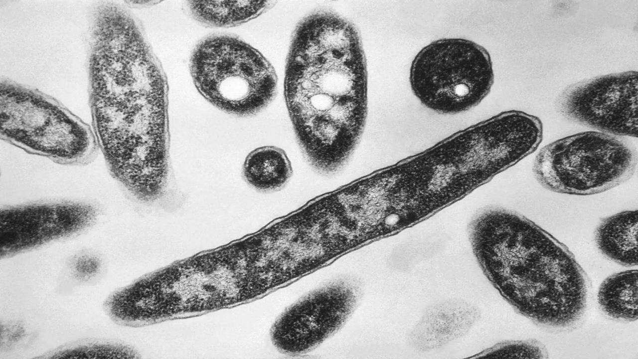 Viruses change structure at the temperature of the human body to better  infect us – Physics World
