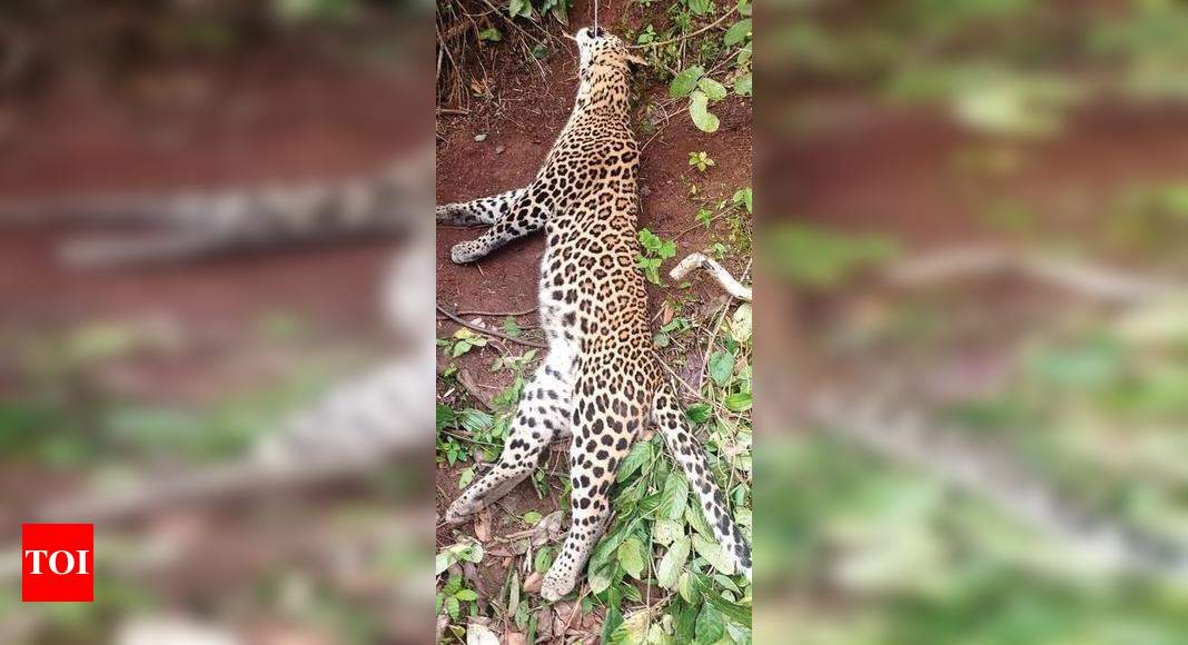 Injured leopard died while trying to escape from the cable trap  Goa news