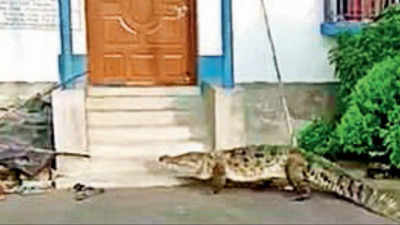 West Bengal: 9.5ft crocodile goes for a walk in Kalna town, greens