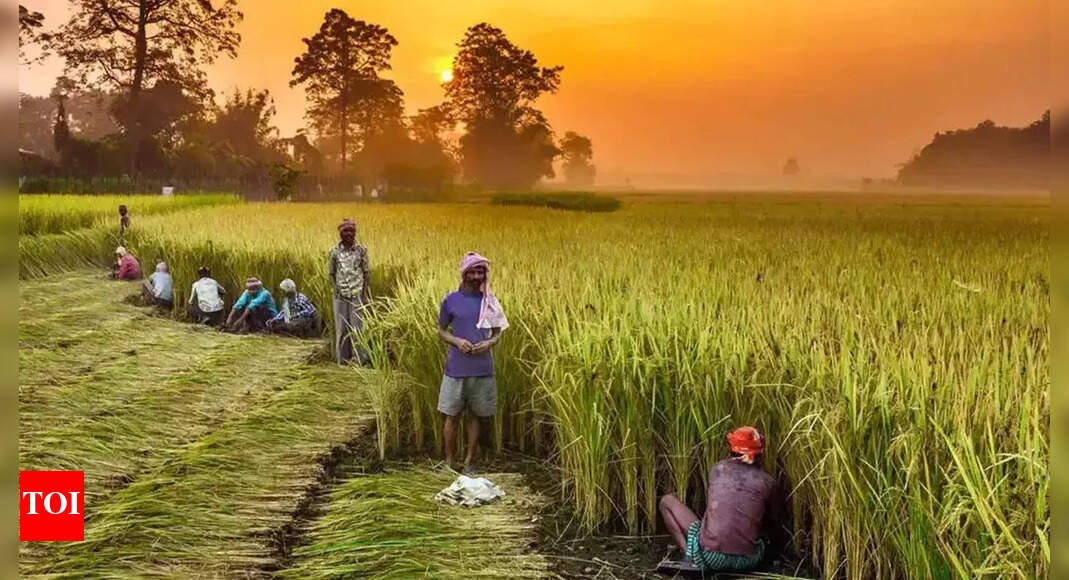Centre mulls giving more cash support to small farmers | India News – Times of India